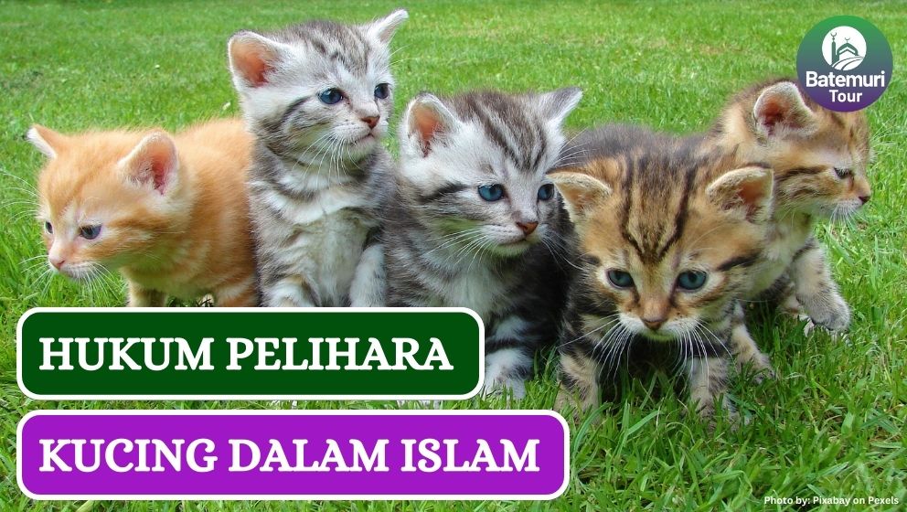 Pelihara Kucing di Rumah?? Ini Dia Hukumnya dalam Islam